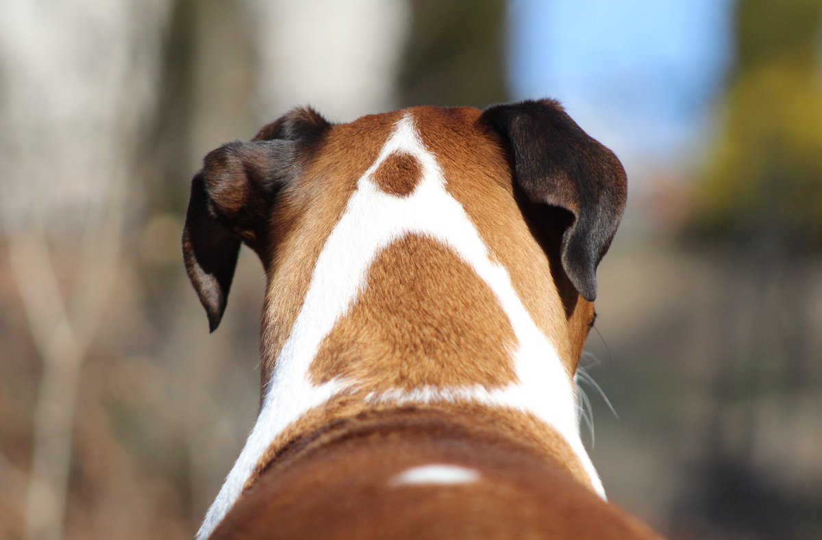 doggiemadness's tweet photo. A for Alle #dogsoftwitter #thatismyname #dogs #dogsoftwitter #boxerdog #pets https://t.co/4VKLmSR1Qs
