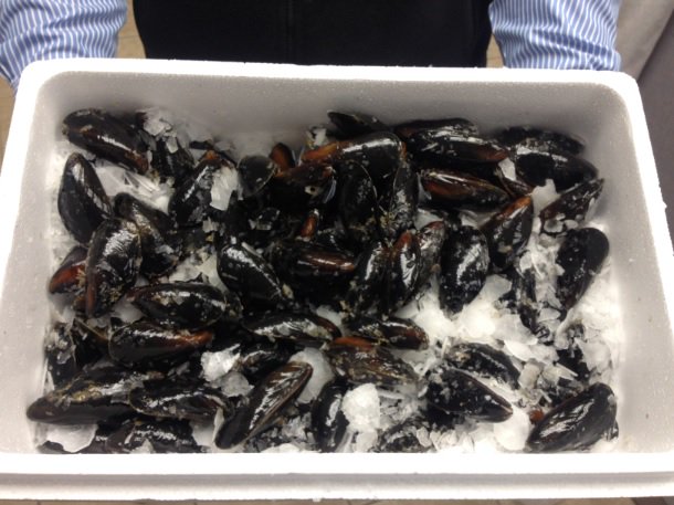 CTShellfish's tweet image. Here are our Maine Blue Hill Bay mussels looking fantastic!  A great domestic option for you menu #Maine #shellfish #seafood