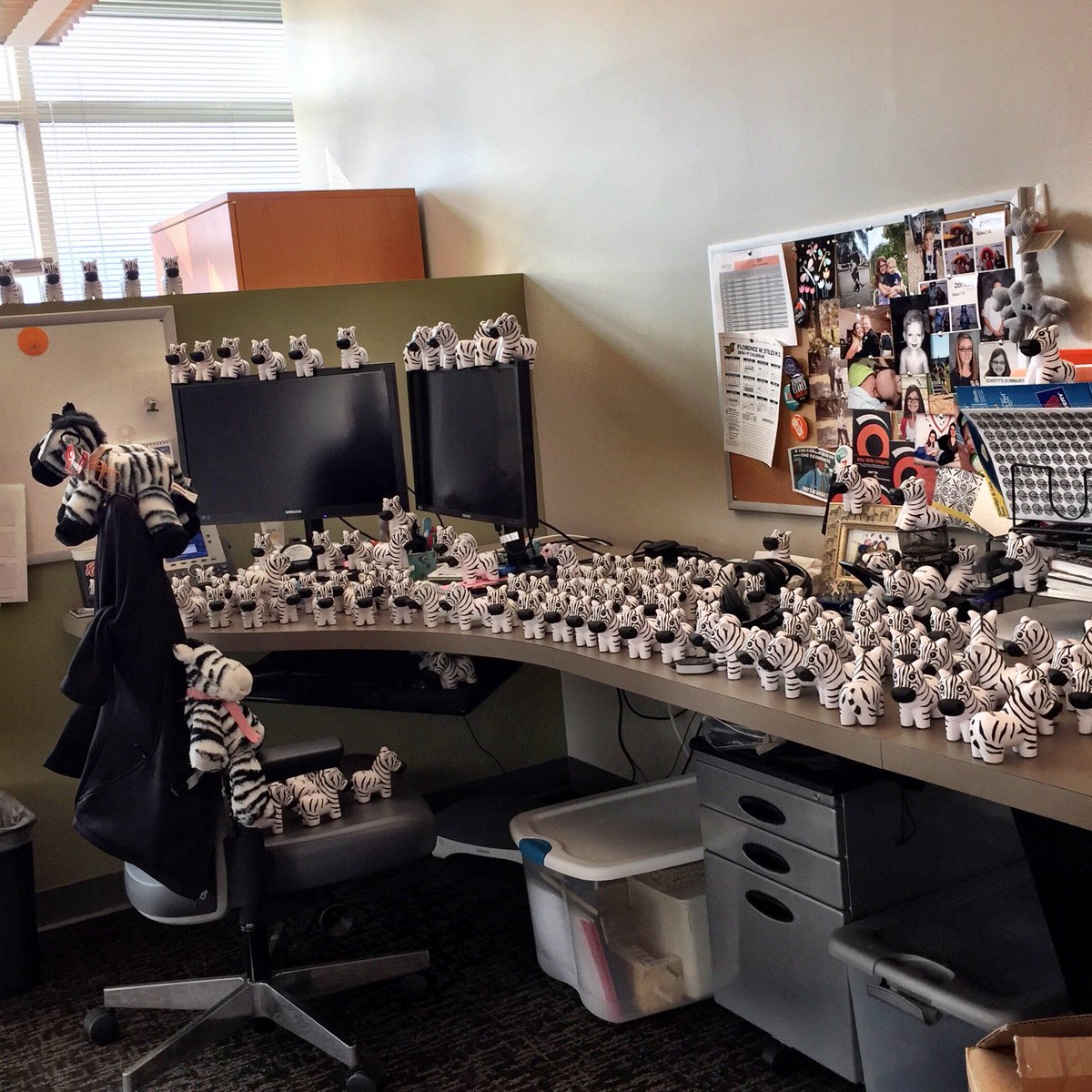 kimhollenshead's tweet photo. .@b_skippy returned to @zenoss after her cruise weekend to a herd of Zenny Zebra. #WorkWhereItsFun #ZenossCareers https://t.co/81WnZoZe0W