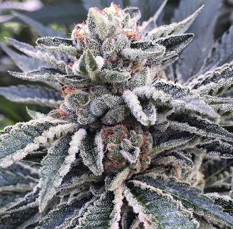 BakedTweetss's tweet photo. KosherDawg🔥 https://t.co/kDNaRBCVT0