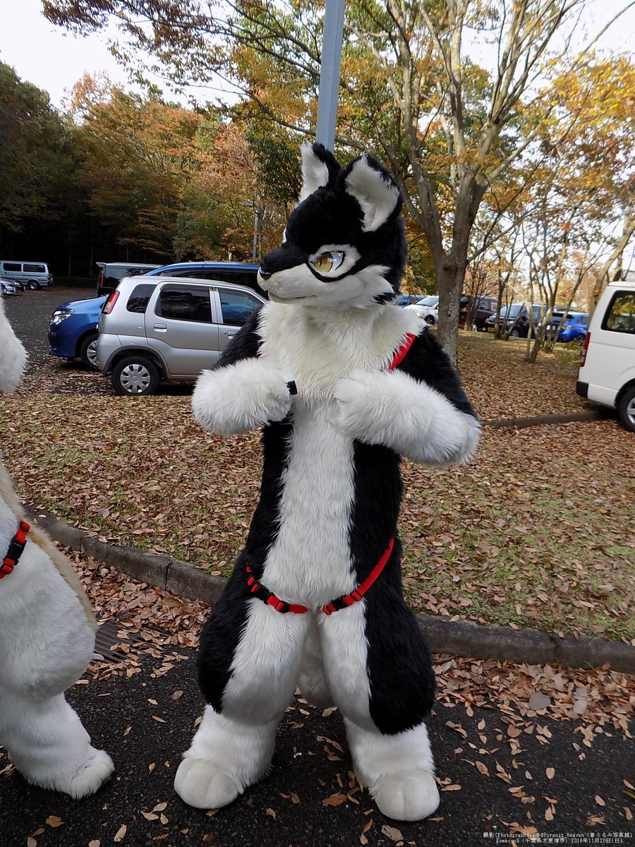 Shirokuma_4GLTE (ﾟДﾟ)ﾊｧ? #kemocon9（日）