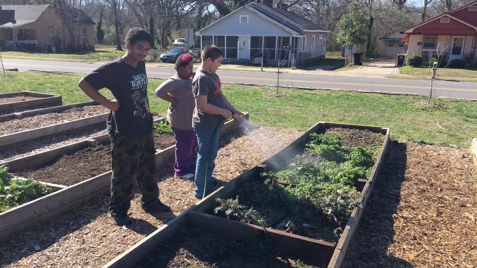 RCSWolvesPLN's tweet image. AKD Ss tending the garden and growing some kale. @RomeCitySchools #Fresh #RCSWolvesPLN