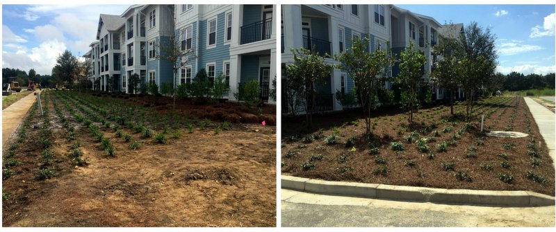 BaytreeLand's tweet photo. Finishing up bldgs on #DanielIslandSC 528 trees 2-1/2"-6" size, 2,169 shrubs #clubhouse #communitygarden #eventlawn, #outdooramphitheater https://t.co/aTn4lr4SML