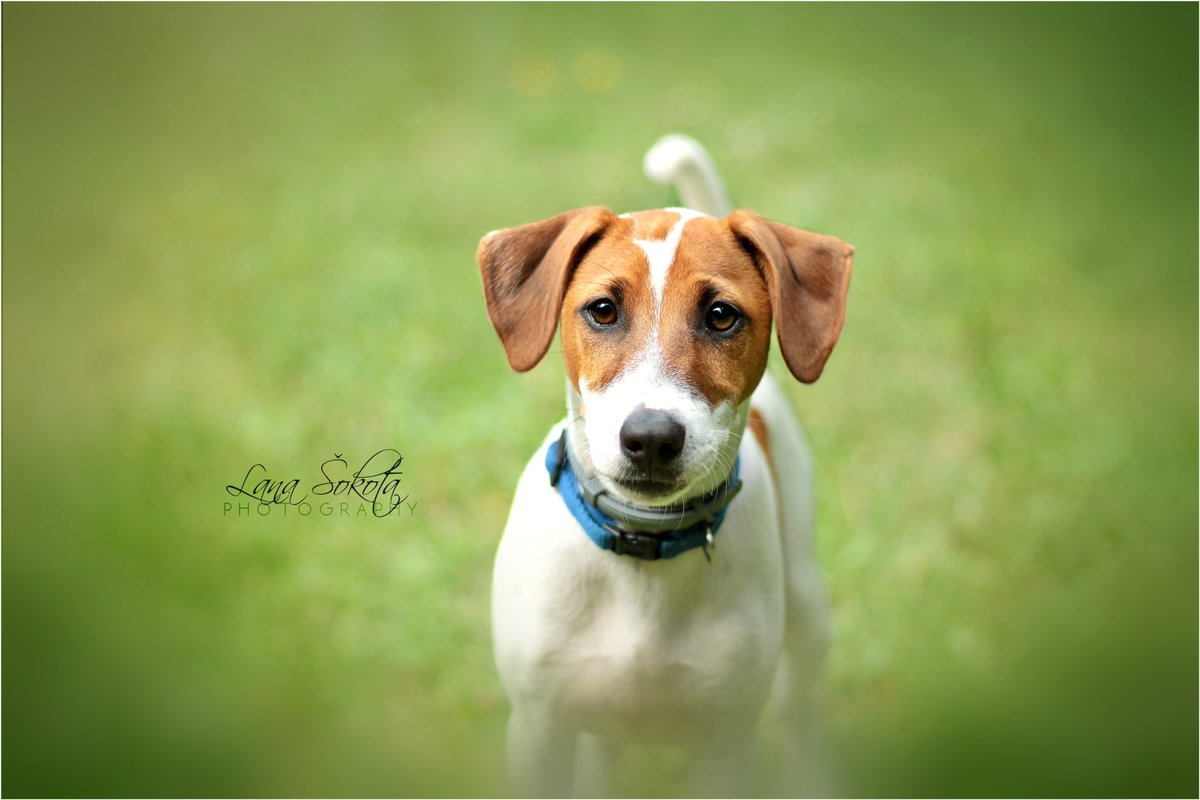 bruna_cividini's tweet photo. 🌳🍃
#dogsoftwitter #dogfriendly #dogsarelove #myeverything https://t.co/aAhuXZv4Zz