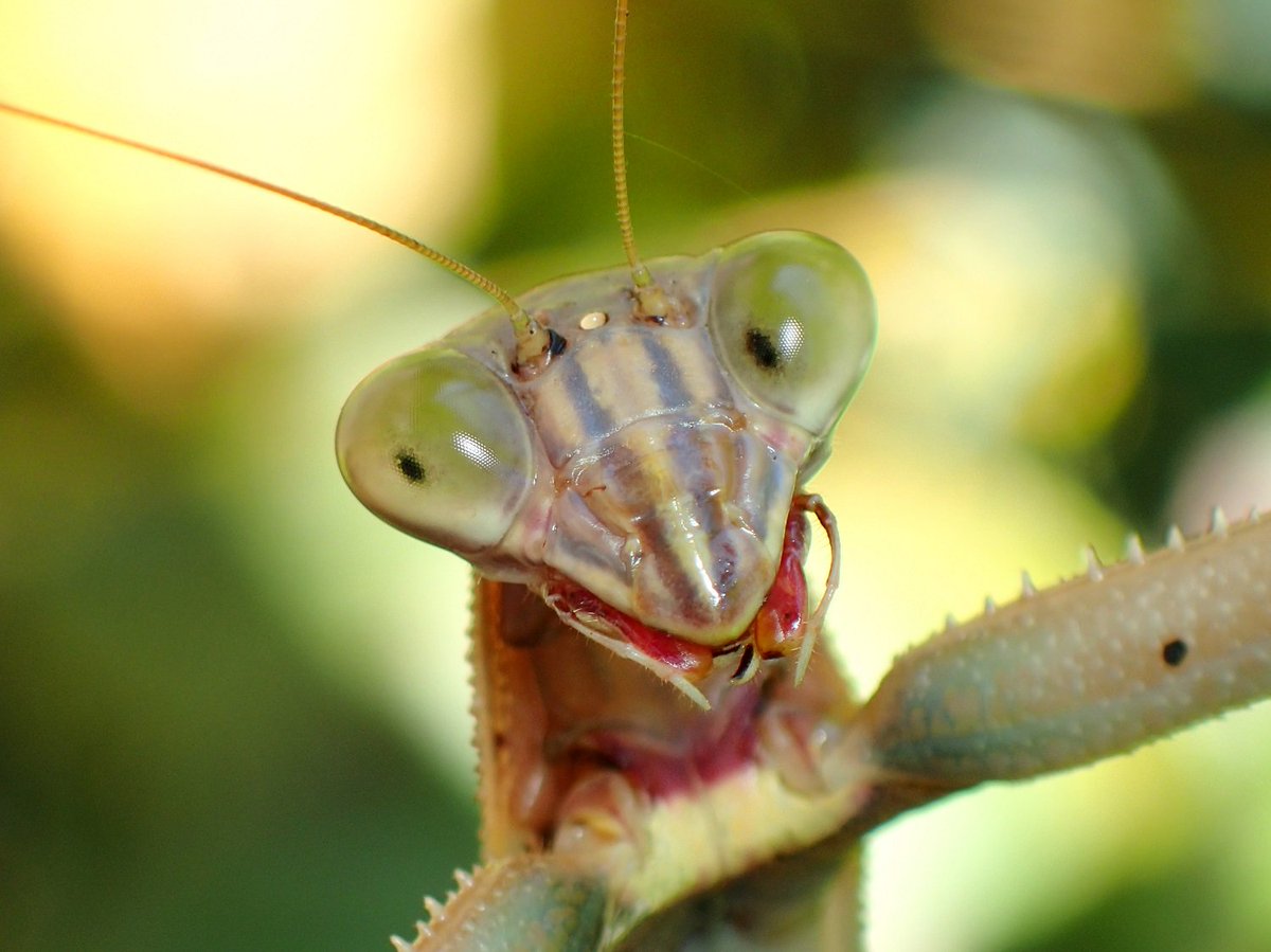 さいとー カマキリ 昆虫の正面顔コンテスト T Co Zafhcxurf7 Twitter