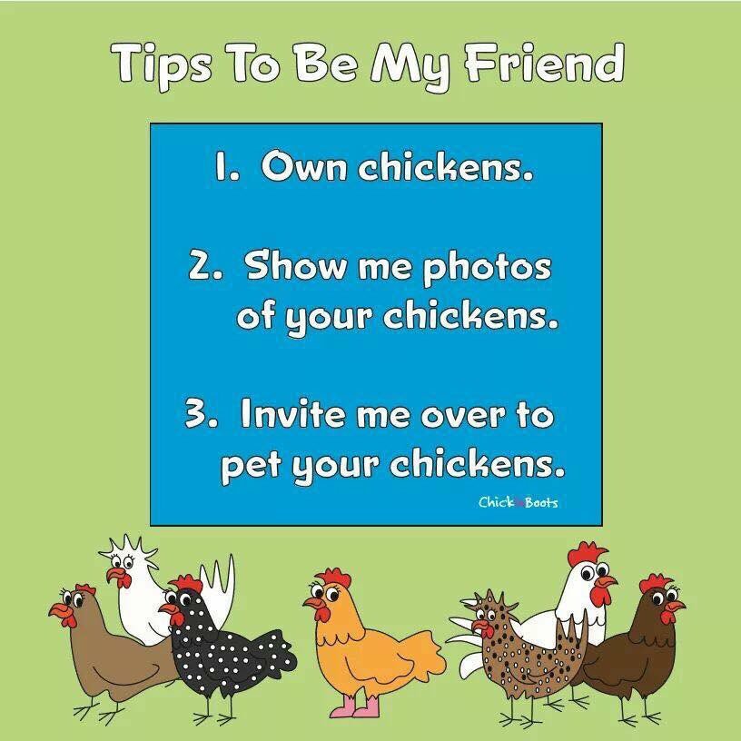 DrChicken's tweet photo. 🐣🐥🐓🦃 https://t.co/D9qqzG3i4Z