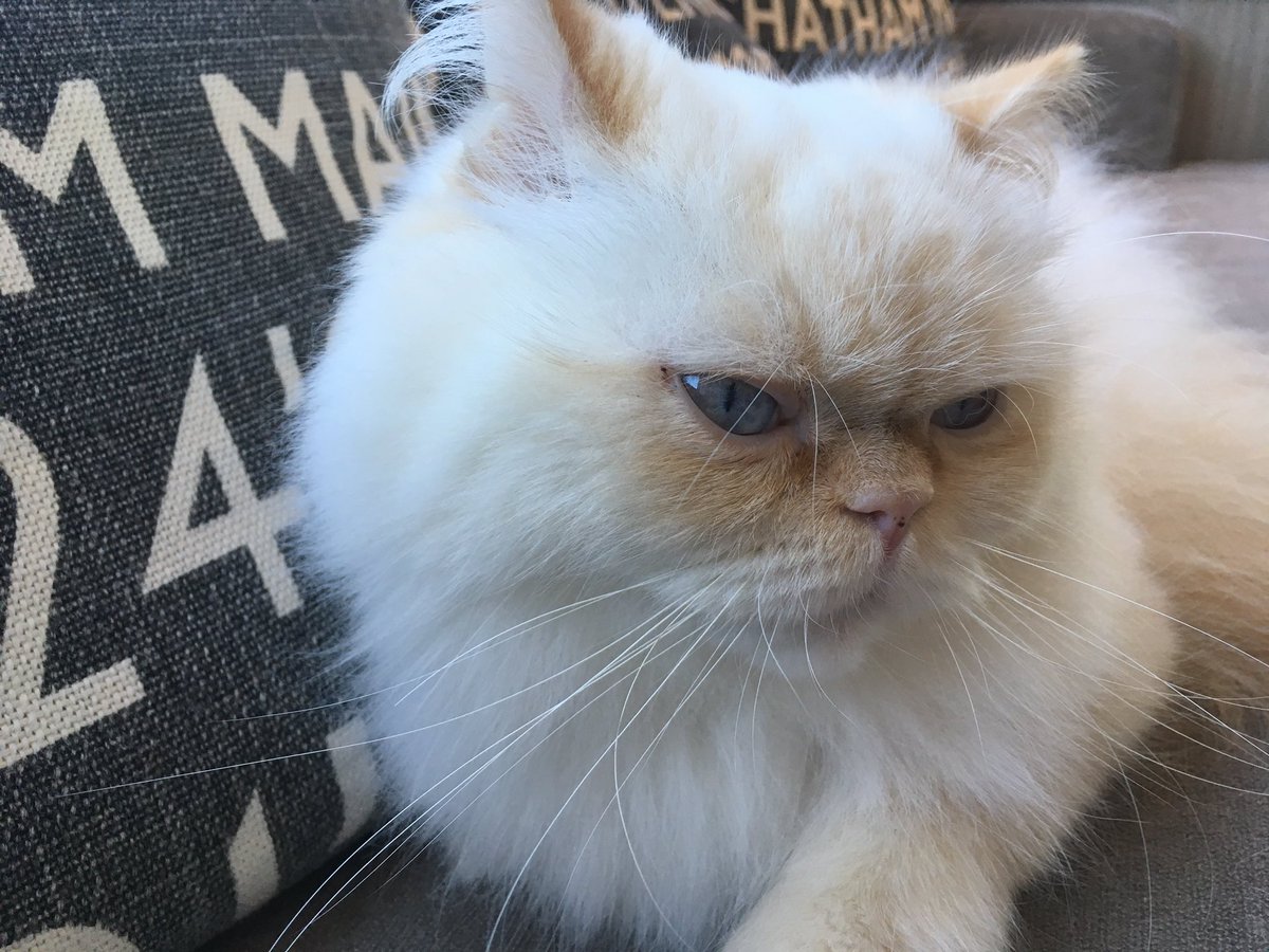 ribbonote's tweet photo. ふわっふわだった https://t.co/WRaZXe2naD