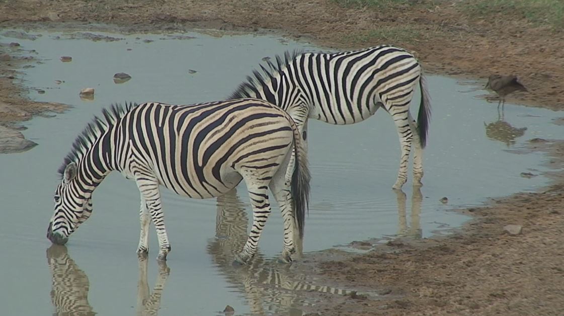 How much water does a zebra need? Find out! bit.ly/2lkYZ5B #leopardtv #shayamanzi #wildlifefacts