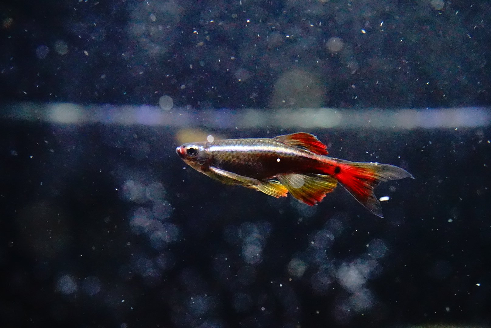 せっきー 渓流の雨男 ロングフィンカージナルアカヒレ 換水直後でエアーが鬱陶しいけどお魚さん達は絶好調 W و せっきー 渓流の雨男 ロングフィンカージナルアカヒレ 換水直後でエアーが鬱陶しいけどお魚さん達は絶好調 W و