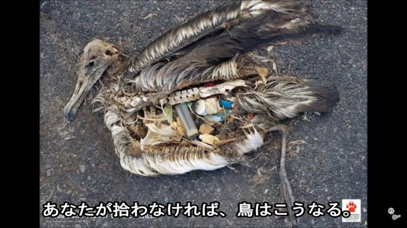 瀬戸内アングラー ゴミのポイ捨ては理解不能だ 釣り人が釣り場にポイ捨てはもっと理解不能 自分が捨てたゴミの海で よく釣りが出来ますね ゴミのポイ捨て許せない人rt T Co Jzsreajfte Twitter