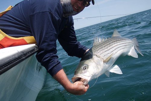 Reel_Time's tweet photo. ASMFC TO LOOSEN STRIPED BASS REGS? - The Fisherman

https://t.co/Gek873Y8vL https://t.co/v483ZeGskC