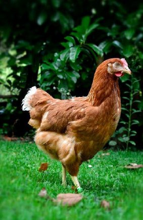 RDurables's tweet photo. Demain @LBmissveto parlera de poule dans @LaquotidienneF5. Les poules bio @MagalliPoules vendues en exclu chez @botanic_fr seront en plateau https://t.co/DqKqtrqJYr