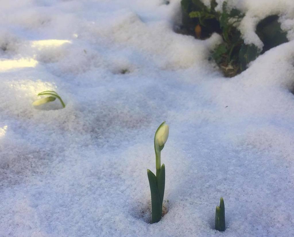Meriharakka1's tweet photo. Kevään ensimmäiset! First springflowers this year in Southern Finland! travelblog #matkabl… https://t.co/znPBXh77Ur https://t.co/OhgR3ak8EG