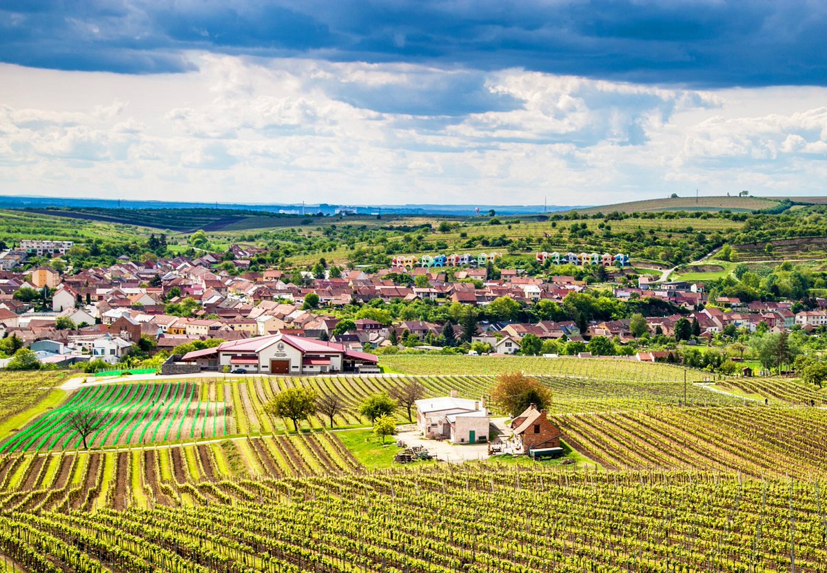 TasteOfCzech's tweet photo. This #TravelTuesday we are posting a photo from South Moravia vineyards, the home of organic wine and historical wine cellars in #Czechia https://t.co/qiXMTc0GKq