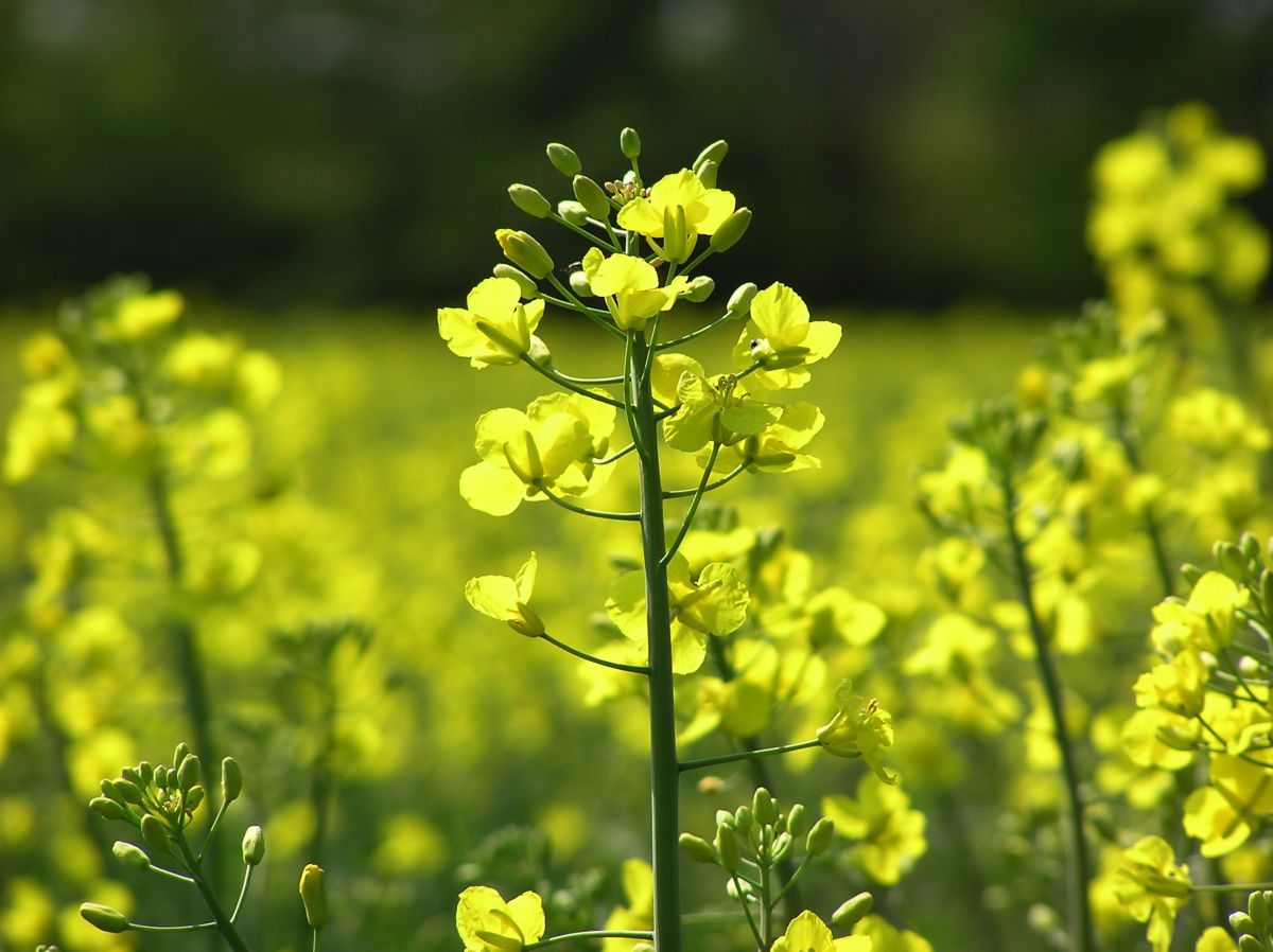 FarmingUK's tweet image. NFU applies for emergency use of #neonicotinoids as UK oilseed rape crop continues to decline: farminguk.com/News/NFU-appli…
