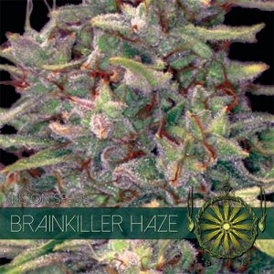 New post (Brainkiller Haze) has been published on Vision Seeds - visionseeds.nl/product/braink…