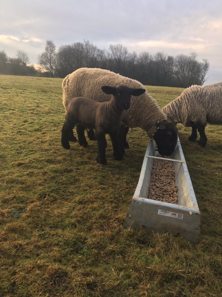 SheepyJamie's tweet photo. It's been a while twitter! Here's a nice Suffolk tup lamb ☺️ https://t.co/NOIW74p0x8