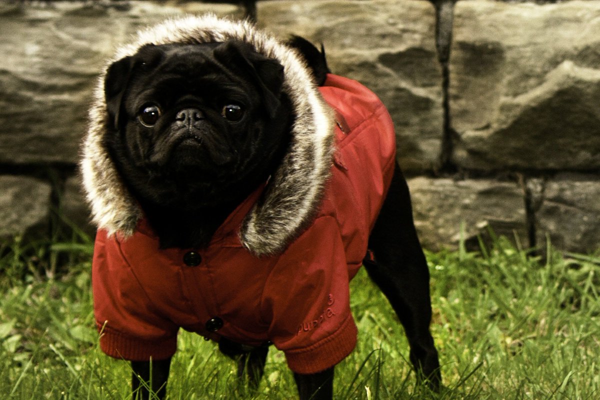 tailsmagazines's tweet photo. The dog breeds that really need to be wearing winter coats: https://t.co/PjrtV1CBp7 https://t.co/FaGWZyz5gj
