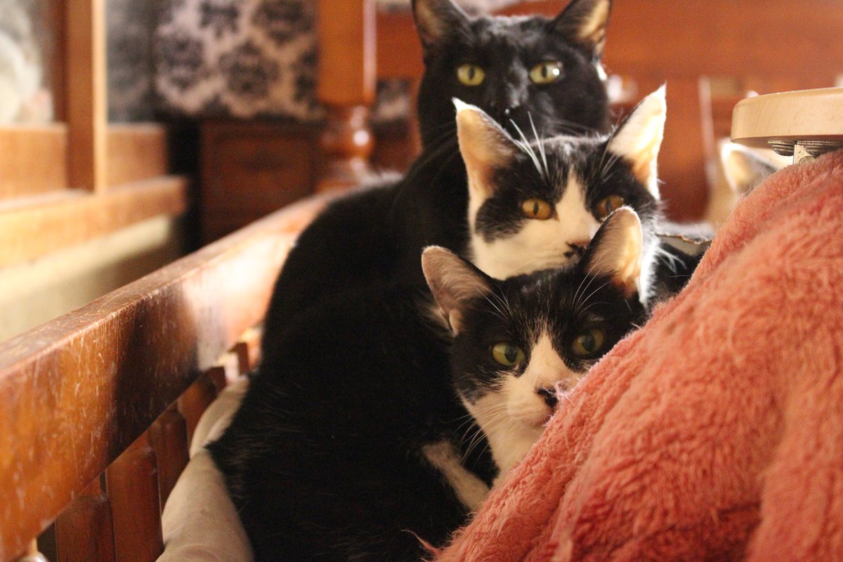 Moco_0217's tweet photo. 白黒白黒黒+白黒

#猫好きさんと繋がりたい  #写真好きな人と繋がりたい #ファインダー越しの私の世界  ＃猫部 ＃猫 ＃OKBphoto https://t.co/1wBiAmNZpq