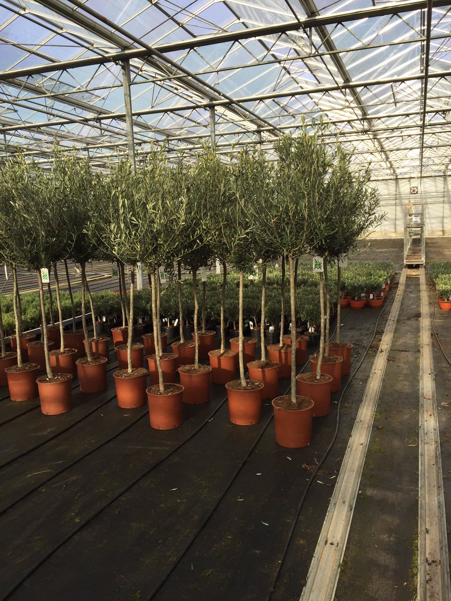 GCollectP's tweet image. Daghandel Viverpal van start! Vandaag mooie Olea Europaea en diverse palmen binnen gekregen! Aanbod op @FloraXchange en @FH_PlantConnect