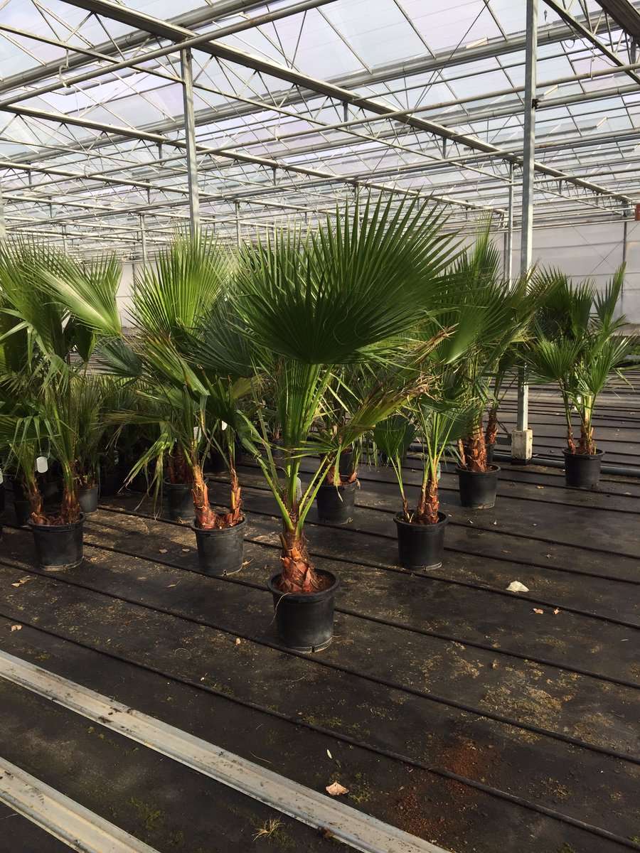 GCollectP's tweet image. Daghandel Viverpal van start! Vandaag mooie Olea Europaea en diverse palmen binnen gekregen! Aanbod op @FloraXchange en @FH_PlantConnect