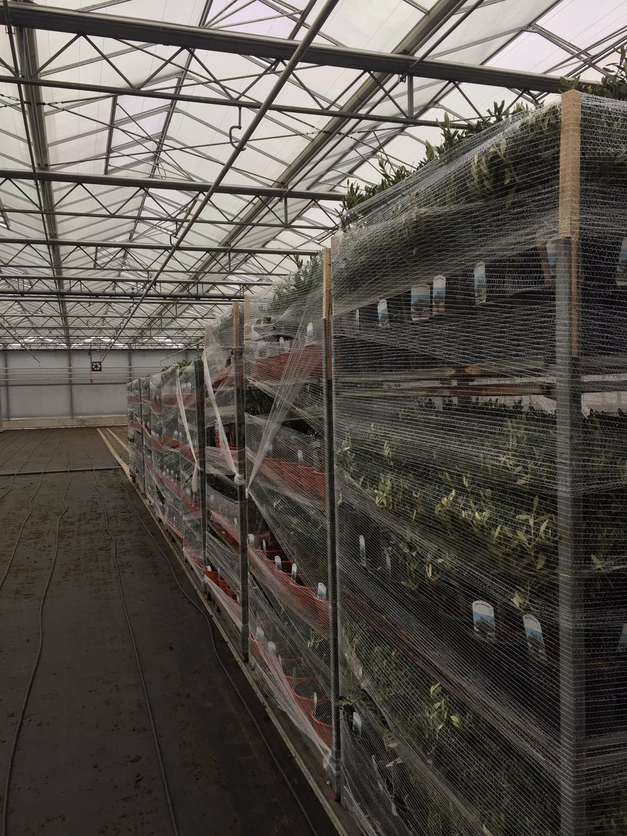 GCollectP's tweet image. Daghandel Viverpal van start! Vandaag mooie Olea Europaea en diverse palmen binnen gekregen! Aanbod op @FloraXchange en @FH_PlantConnect