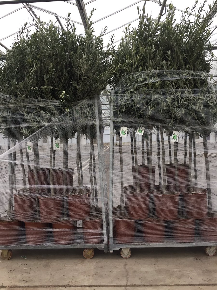 GCollectP's tweet image. Daghandel Viverpal van start! Vandaag mooie Olea Europaea en diverse palmen binnen gekregen! Aanbod op @FloraXchange en @FH_PlantConnect