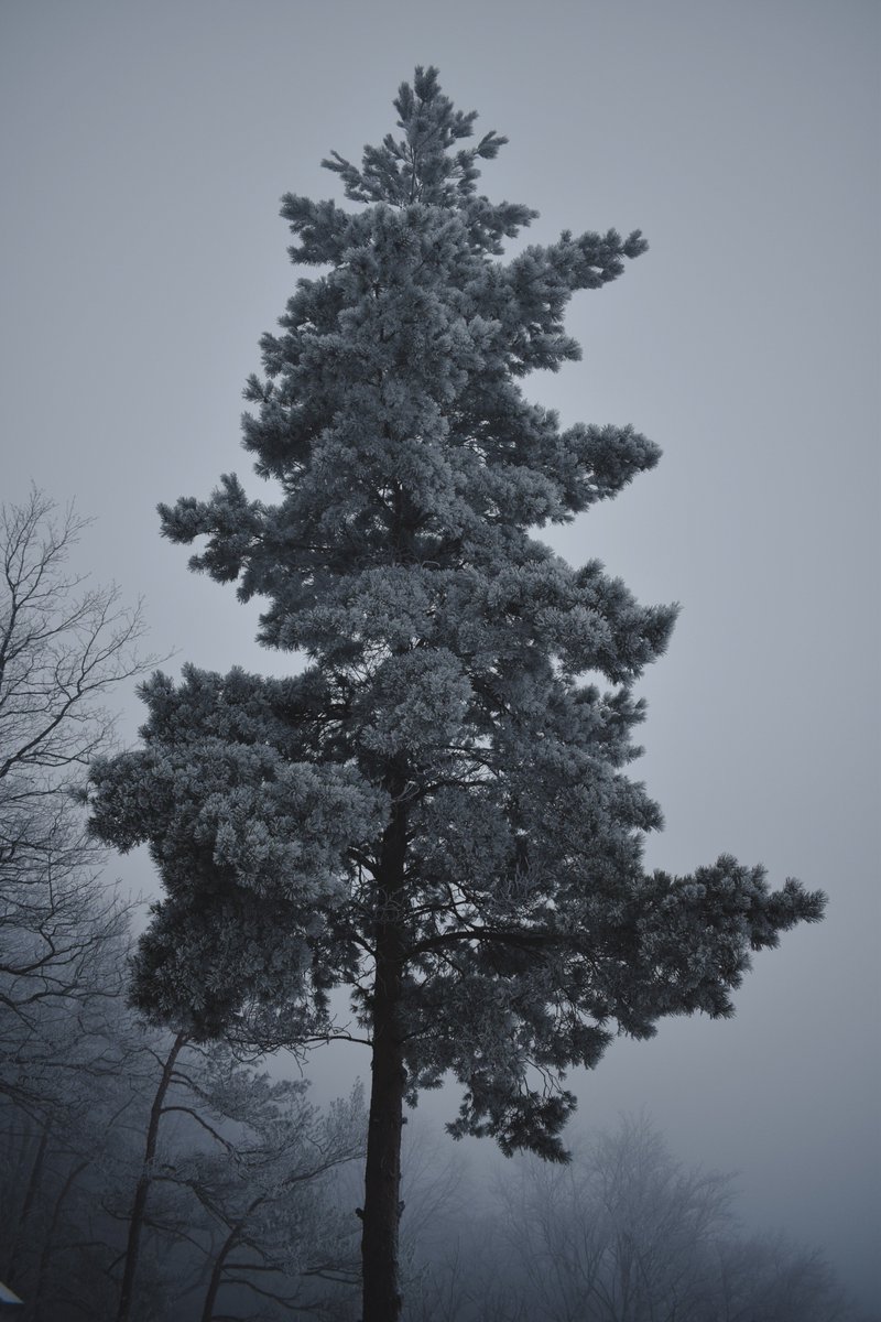 Glennstevenss's tweet image. Just a tree. #tree #winter #mist #photography #Nikon