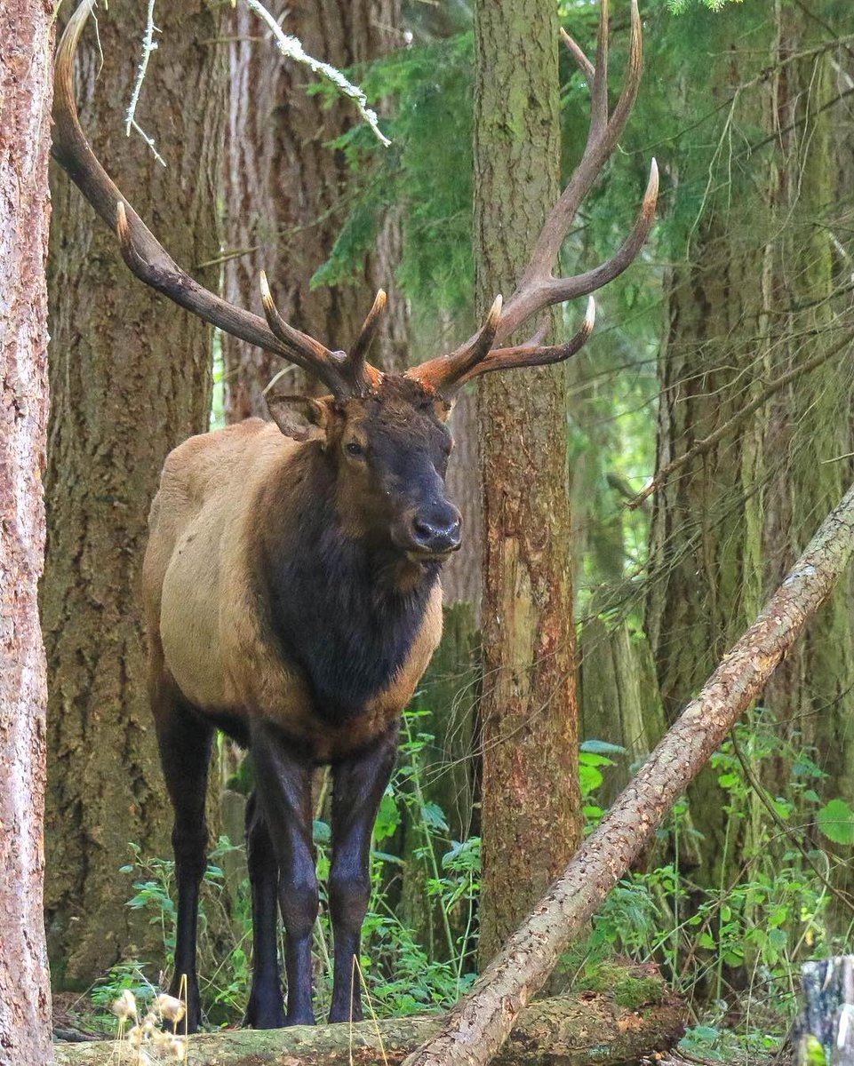 arciris_hunt's tweet photo. Eat, Sleep, Hunt.                                              Pc:@ksofich https://t.co/RnNIxiv4iF