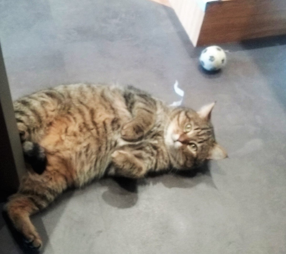 SpaBdx's tweet photo. On est bien à La Maison SPA! 🐱 #Bordeaux #chat #gironde #Adoption #association #cats https://t.co/Bxfbodh0E3