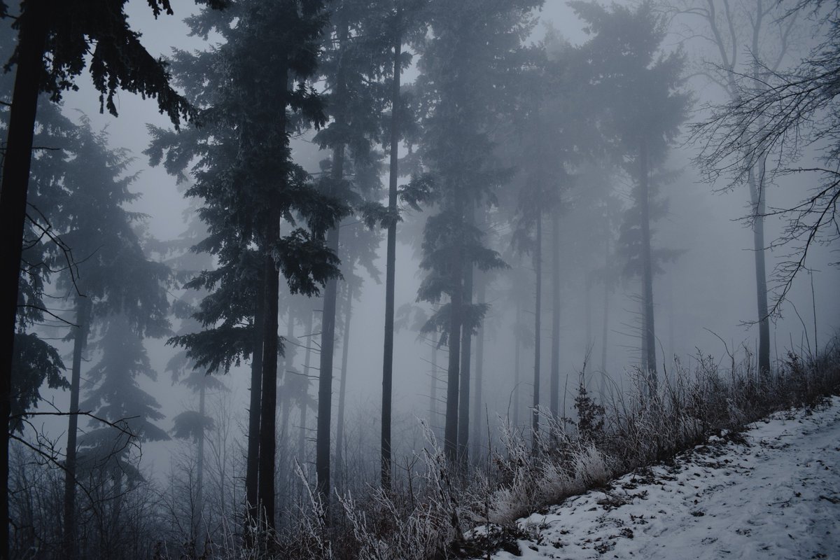 Glennstevenss's tweet image. Lost in mist. #winter #mist #photography #Nikon
