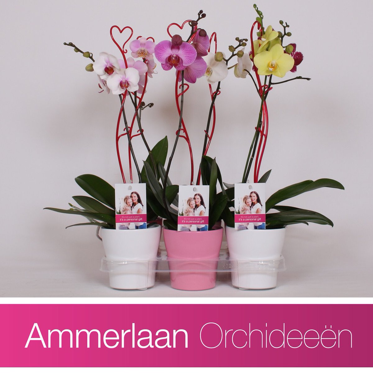 14th February: #ValentinesDay ❤️