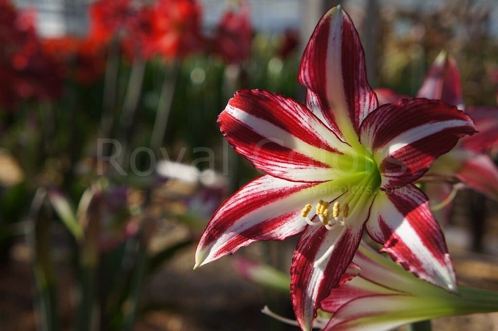 Jeffrey & Julia - World Love Flowers tweet media