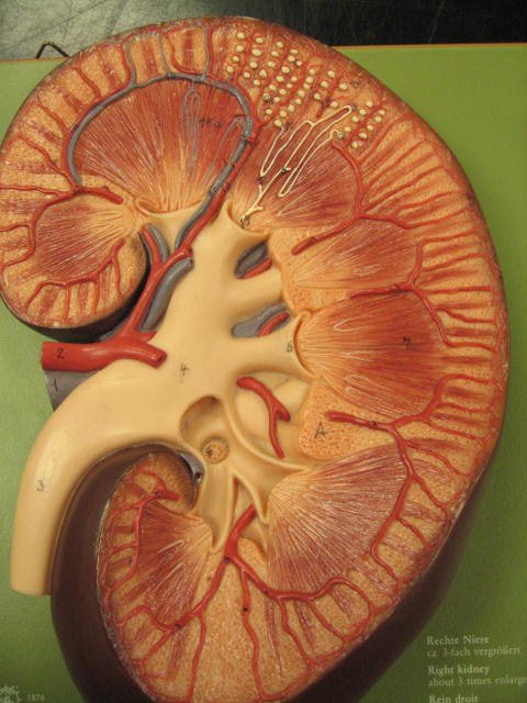 EpochTimesCZ's tweet photo. Ledviny v čínské medicíně – klíčový orgán pro zdraví a dlouhověkost https://t.co/WZ5ZQ2m1w3 #ledviny #čínskámedicína #orgány https://t.co/eCAhMgyabG
