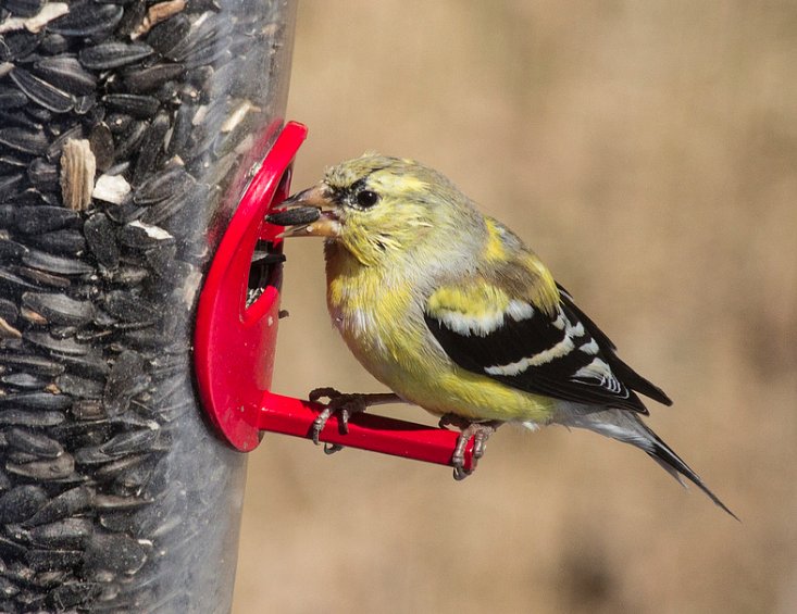 CornellLabPg's tweet photo. Did you know that American Goldfinches are vegetarians, feeding on a variety of seeds and virtually no insects or other animal-based foods? https://t.co/E4O8GhXlhR