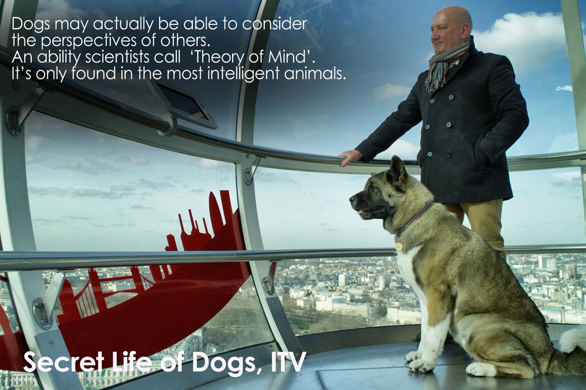 oxfordsf's tweet image. Dog Fact #3 - #SecretLifeOfDogs tonight at 9pm on @ITV