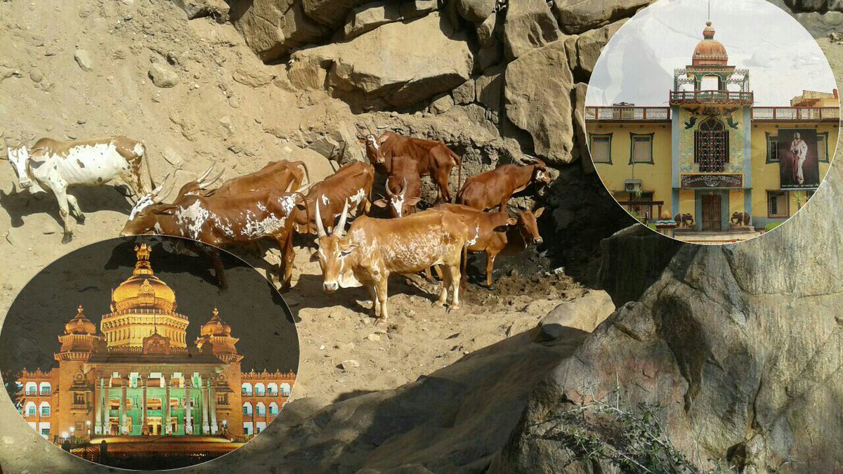 SriSamsthana's tweet photo. ಘನ ಸರಕಾರವೇ! ನಮಗೂ ನಿಮಗೂ ಒಂದಕ್ಷರವಷ್ಟೇ ವ್ಯತ್ಯಾಸ!

"ಗೋವಿಗೆ ಮೇವು - ನಾವು;
ಗೋವಿಗೆ ನೋವು - ನೀವು!"

#ನಮ್ಮಬೆಟ್ಟ_ನಮಗೆಬಿಡಿ #SaveBargur
@CMofKarnataka https://t.co/NROA07rVQa