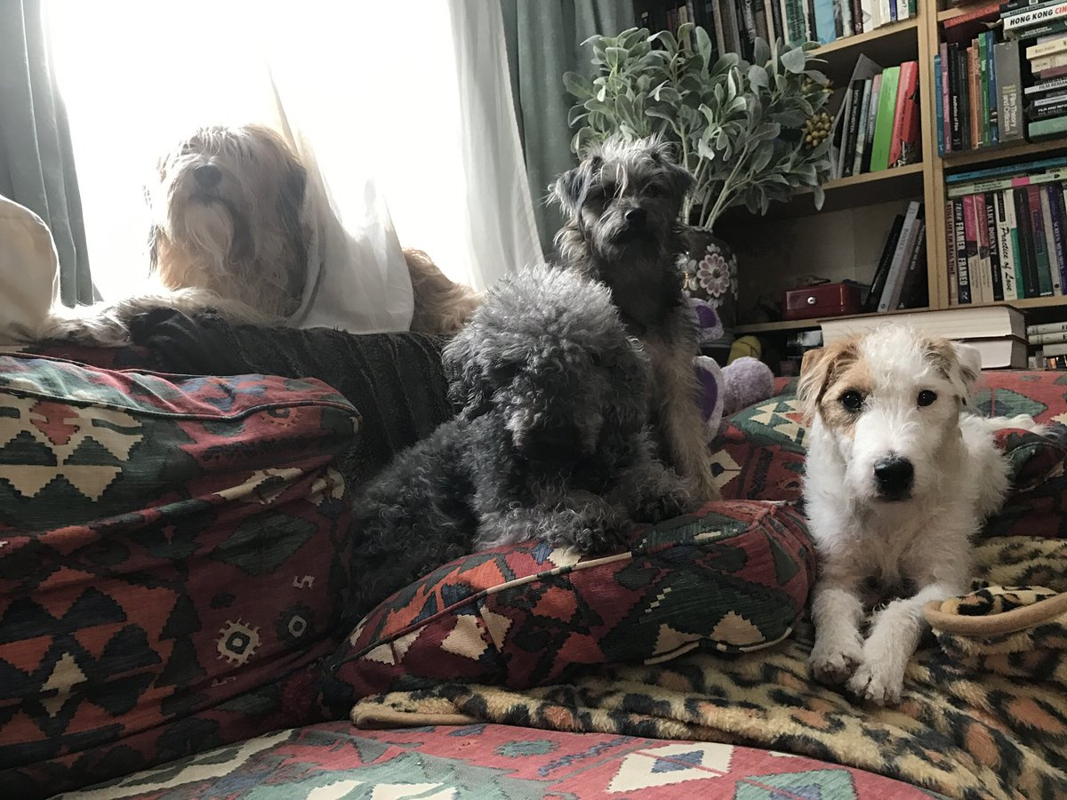 BeThatDog's tweet photo. Great minds at work ... as @HuwsThere says ... the minds behind the human behind the desk ππ #LookoutLibrary #DogsofTwitter #LoveLondon https://t.co/5fim6J64XO