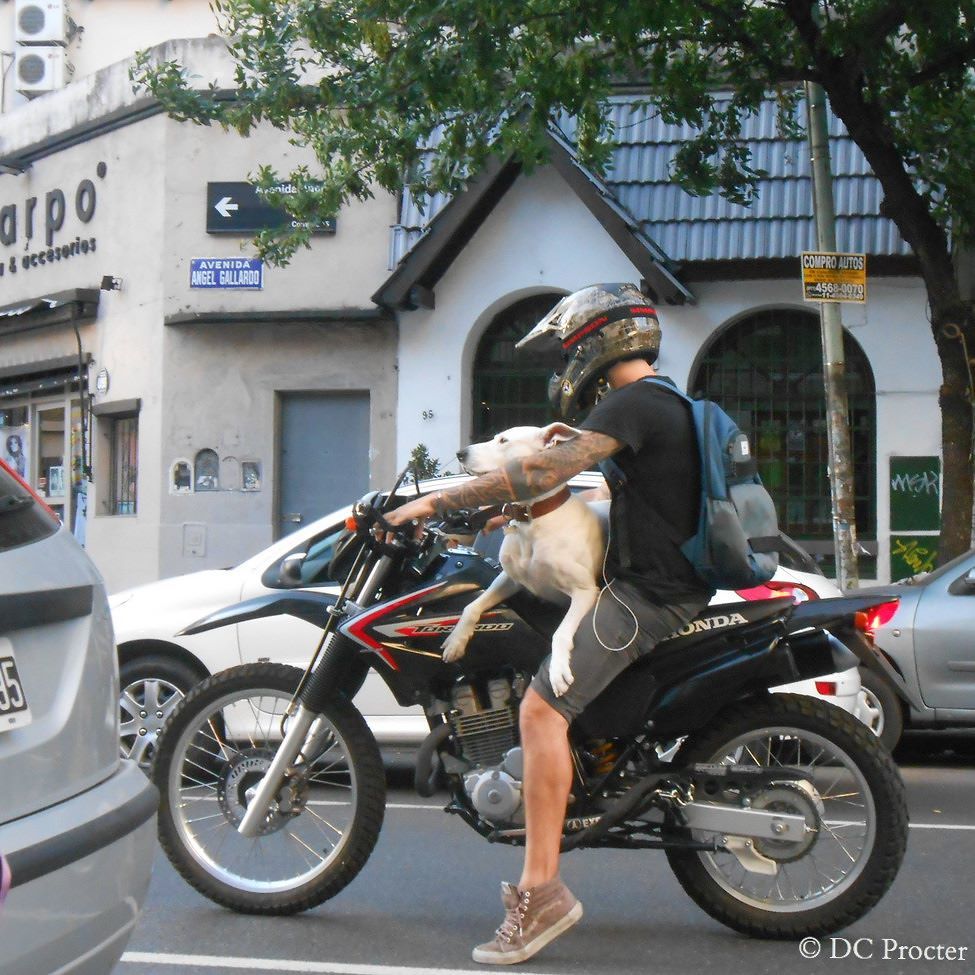 deborahcprocter's tweet photo. 016: Love is not love if you have to choose between your dog or your motor bike: #dontmake… https://t.co/ior8HiBGGA https://t.co/G2WCwPzY2A