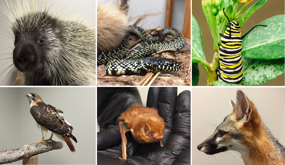 Texas Wildlife Edu tweet media