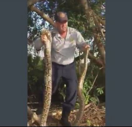 10-foot Burmese #python caught near #Homestead Golf Course. bit.ly/2lgg5Vt https://t.co/emfR5OT46H