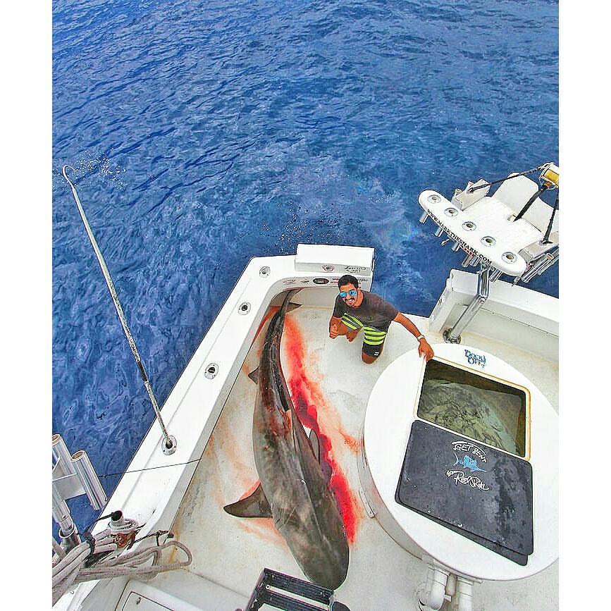 Seasaver's tweet image. A beautiful tiger shark - Mark the Shark&apos;s latest mindless killing ~&amp;gt; facebook.com/TheLastSharkHu… #sharks