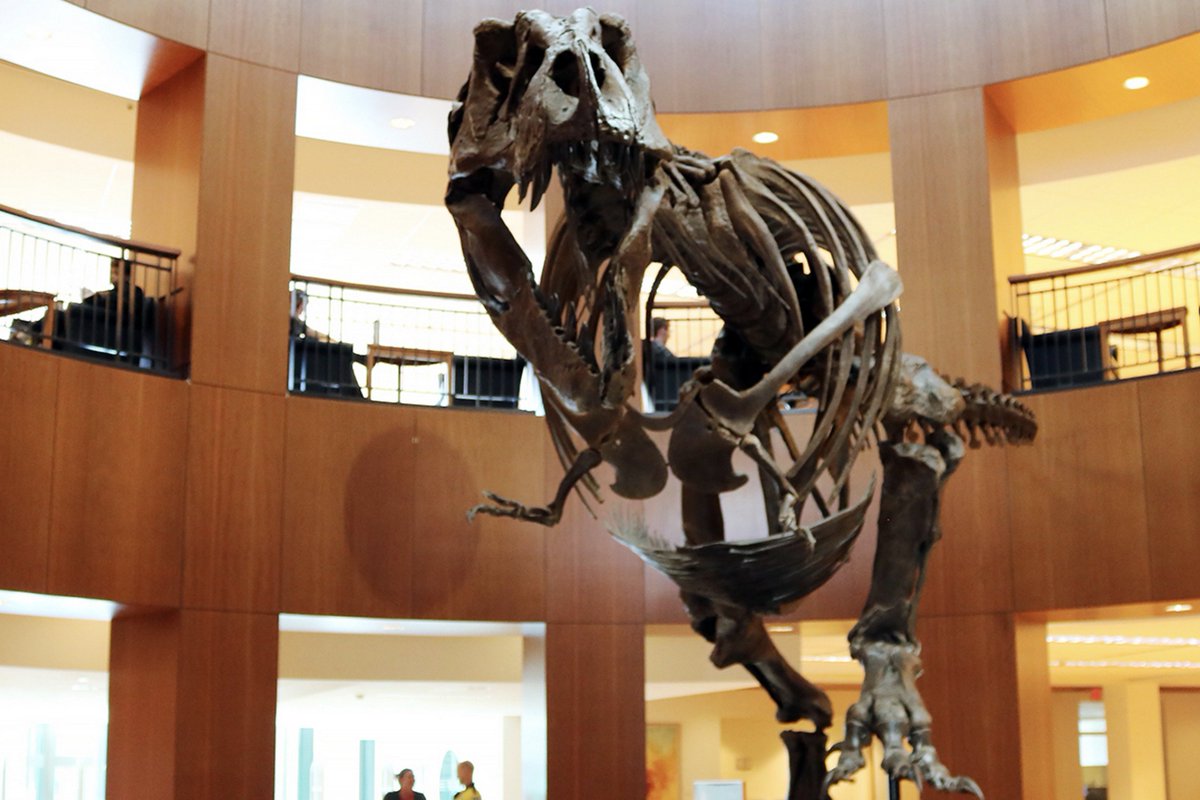CofC's tweet photo. After a brief hibernation, “Bucky” the T. rex has reemerged in the rotunda of the College’s Addlestone Library. https://t.co/7a7aoiBDkL https://t.co/saQhlYNtVf