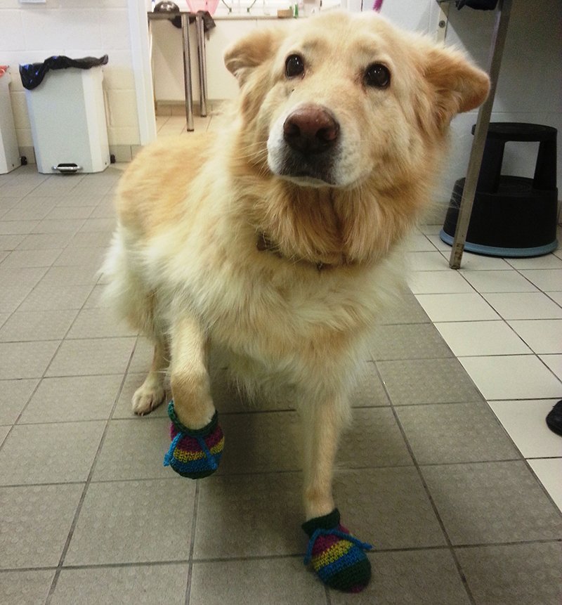 Cute alert! Did you know we use baby socks to keep pets warm while they are being treated under anaesthesia? bluecross.org.uk/sock-appeal-si…
