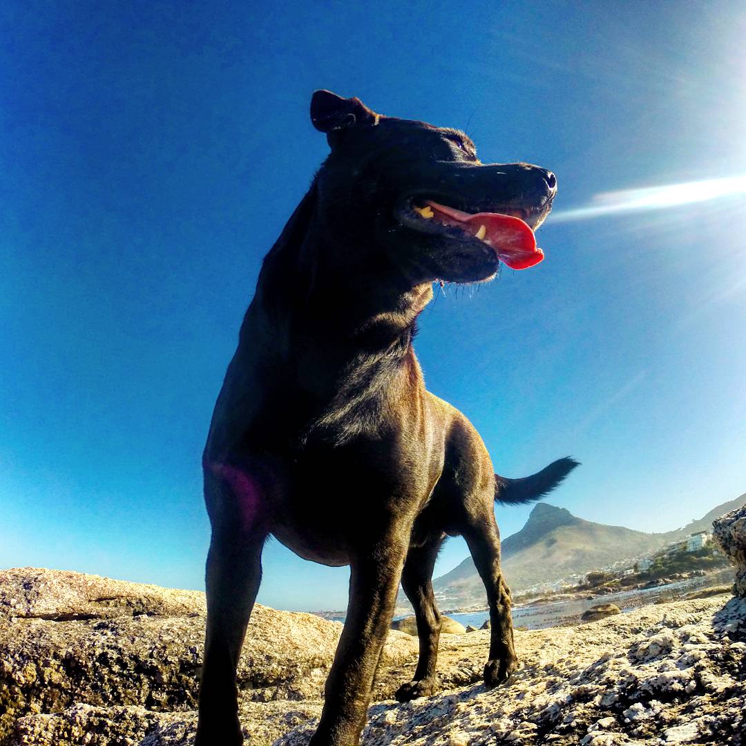 Poochy_Coo's tweet photo. Billy boy 

#dogs #dogsoftwitter #CapeTown #southafrica #wohza #puppy https://t.co/T0c67SdJq3