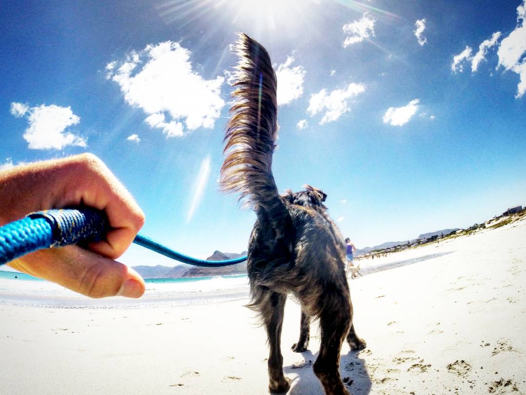 Poochy_Coo's tweet photo. It brings me so much joy taking the dogs @TEARSwelfare  on adventures.#dogsofinstgram #dogs  #southafrica  #capetownmag #capetown https://t.co/YzY8KKW8mi