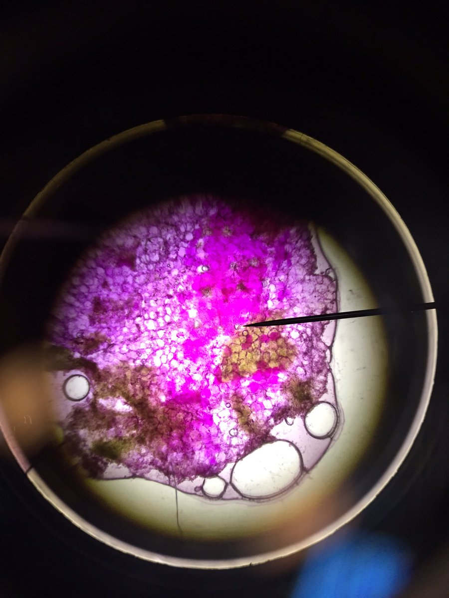 ashley_lowery2's tweet photo. @UNKBiol106AC #CummingsLabWeek5 https://t.co/EOTNlXVJGm