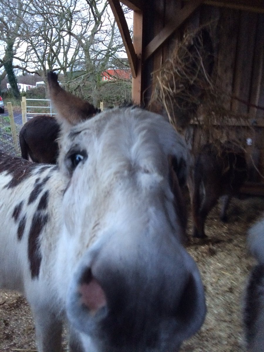 "Can anyone see where my tea has gone?" #nutmeg #donkey #teatime #snowdonia #donkeys #gwynedd #northwales #feedingtime