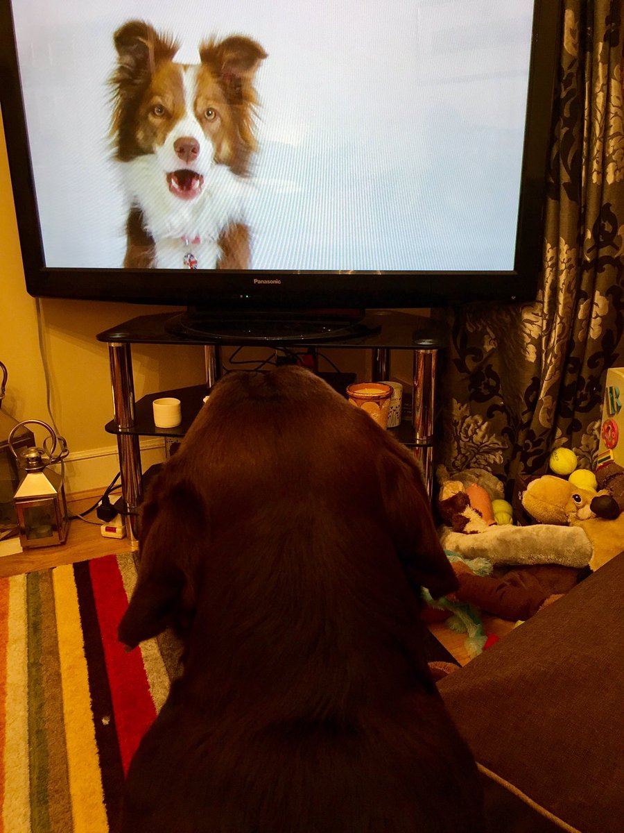 SageWonderland's tweet image. #secretlifeofdogs
