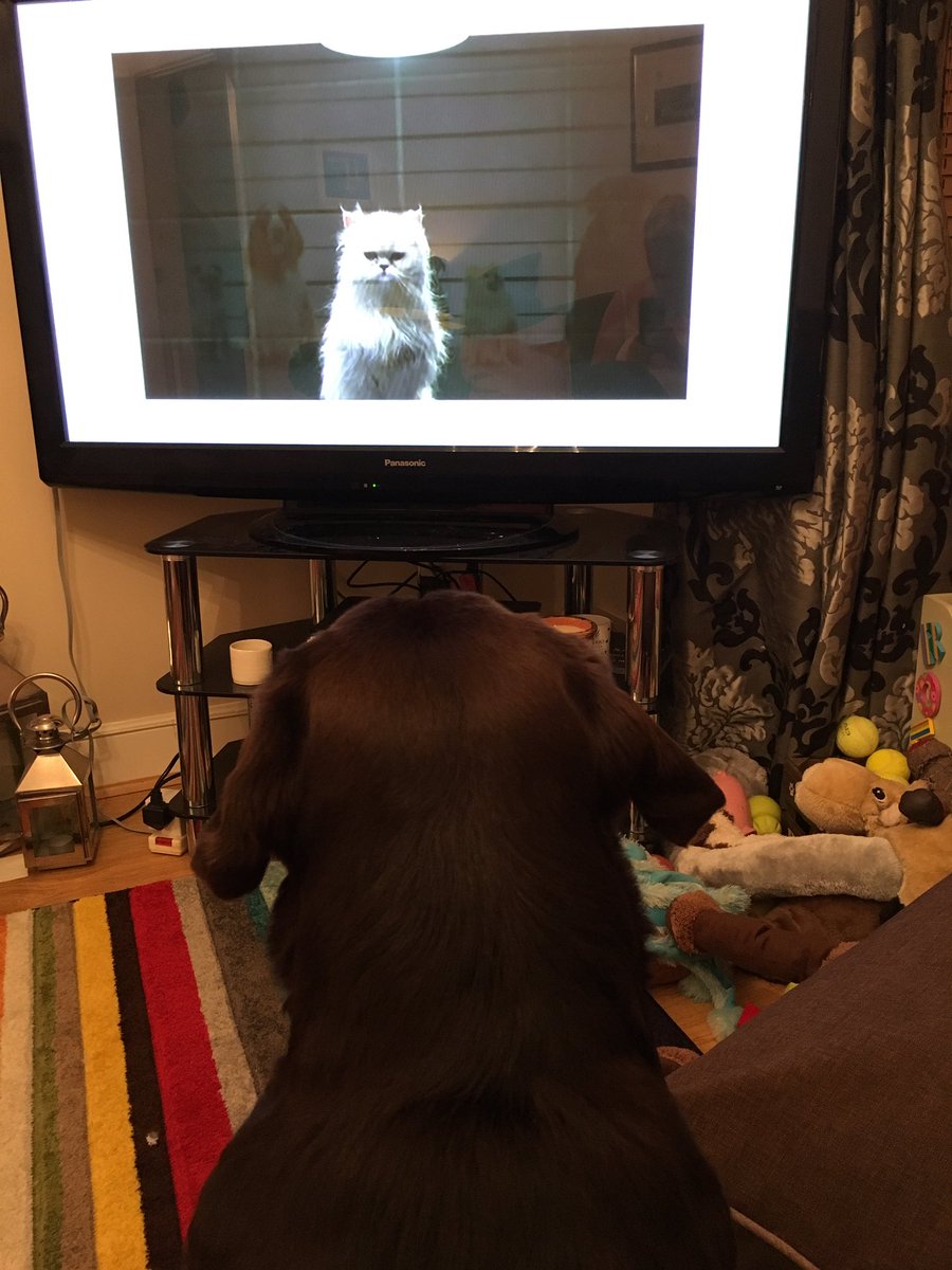 SageWonderland's tweet image. #secretlifeofdogs